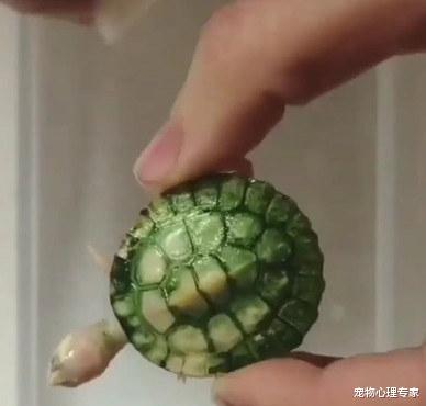钱币|路边买了一只翡翠龟，用纸巾擦了后愣住了：这乌龟咋是白色的呀？