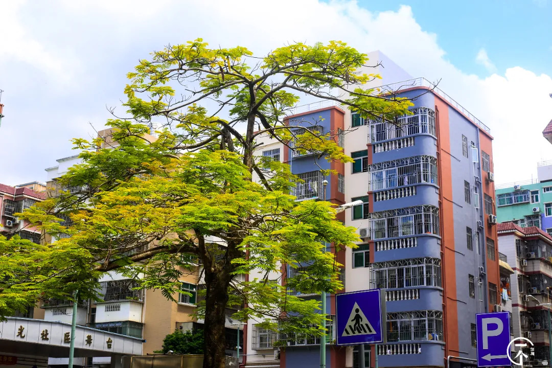 泉州|深圳南山有个“低调”村，个个月薪上万？
