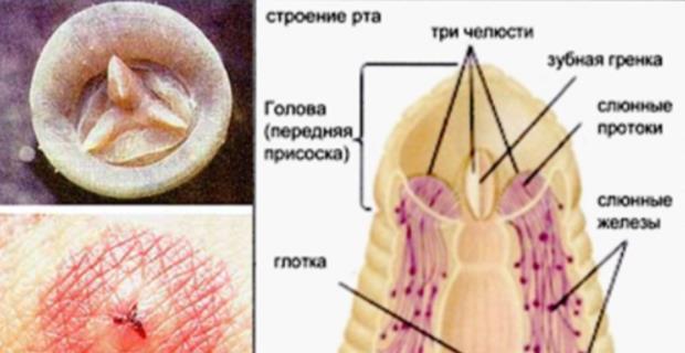 超导 水蛭是如何叮人的？被水蛭叮是种什么体验？
