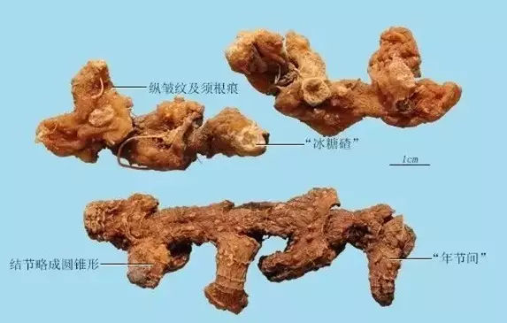 陈智勇|浅谈黄精的性能功效及性状鉴别