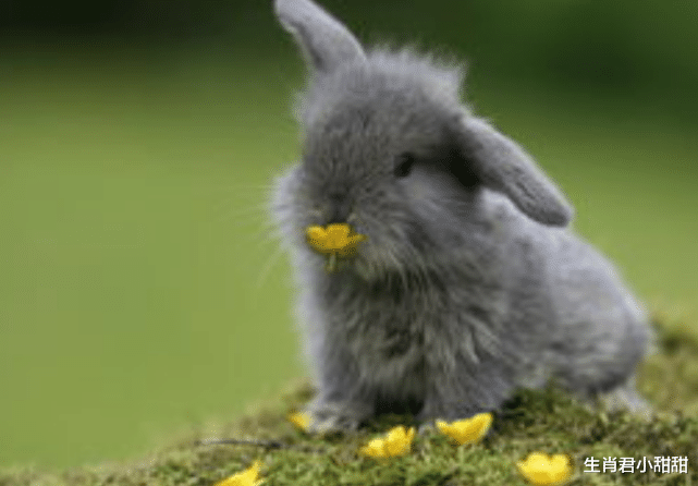 属兔|荣华富贵来敲门，生肖兔准备就绪巧借东风，在职场逆袭翻身