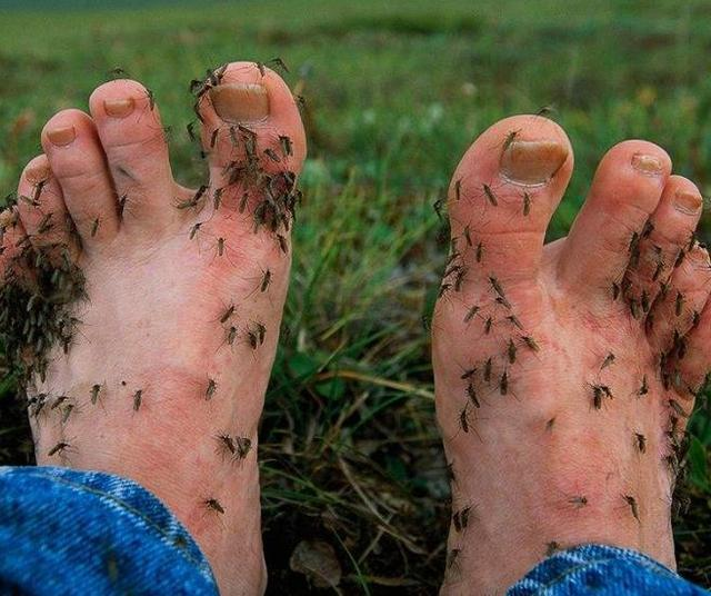 蚊子 世界上蚊子密度最大的地方，不是非洲而是北极，它们如何生存的？