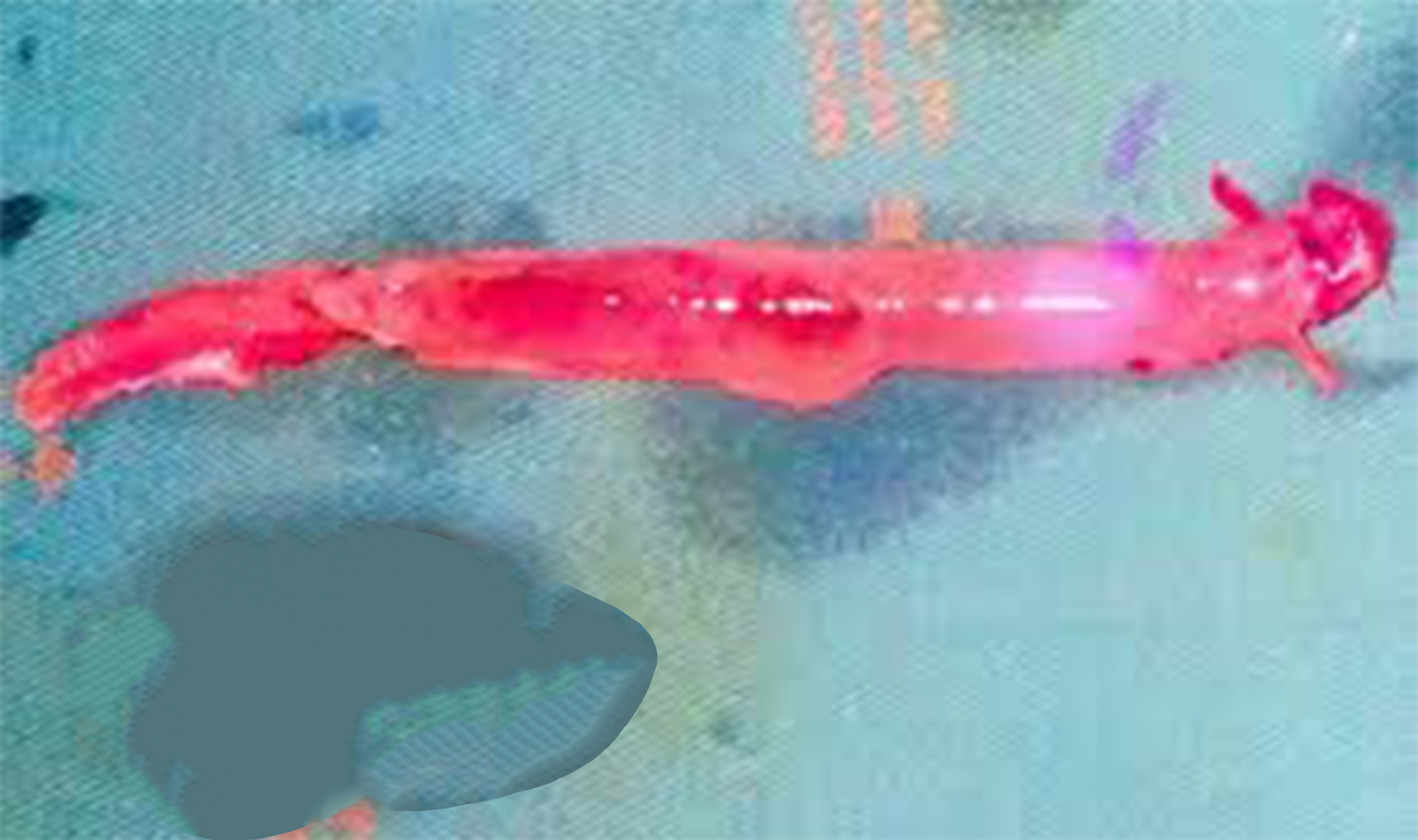 蝙蝠 世界十大吸血生物，你不知道的动物真面目！