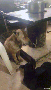  “穷到去合租，没想到居然匹配到了两个女生“