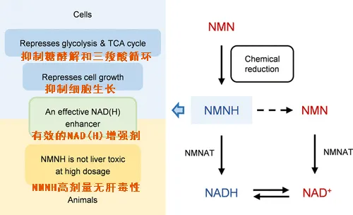 核苷酸 NMNH问世，辅酶前沿技术再刷新！