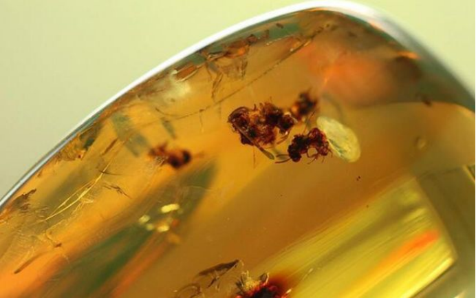 诺贝尔奖 交配到一半变成了琥珀，4100年后还要被围观，最尴尬的事莫过于此