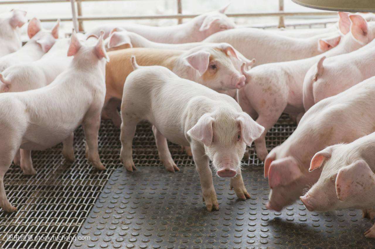 美國為什麼能成養豬第一大國？看人傢養豬場怎麼處理豬糞就明白瞭-圖9