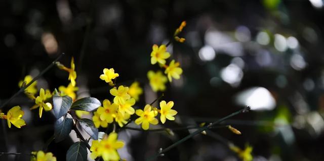 天赐无所谓 “断崖式”降温！最高降22，今春第一花，挺住！