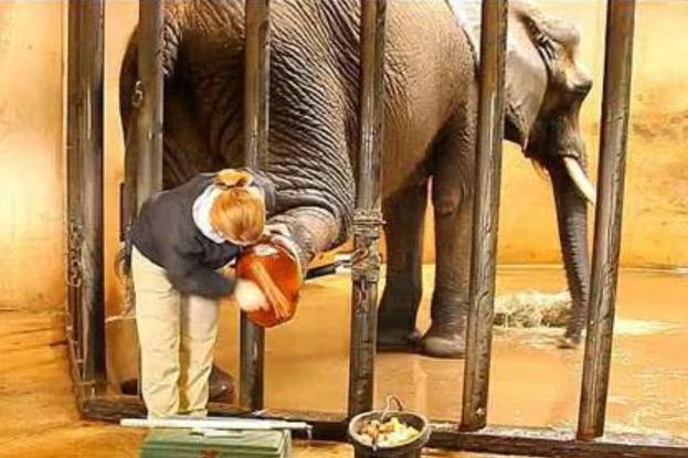 三农小松日记 给大象修指甲就像在削土豆，大象一脸享受，网友：看着真解压！