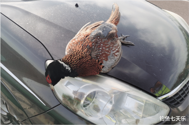 罗非鱼|合肥钓鱼人遭遇离奇“车祸”,汽车后视镜被大鸟撞坏!网友:该怎么判