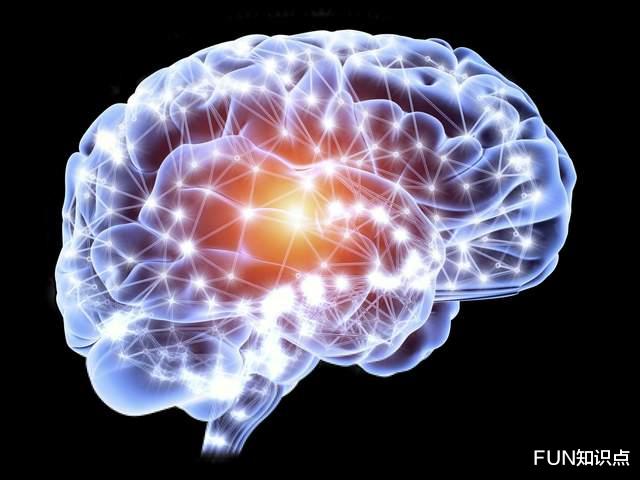 血糖 考拉傻吗？脑子小、有水、没褶皱，才不是贬低它们智商的证据