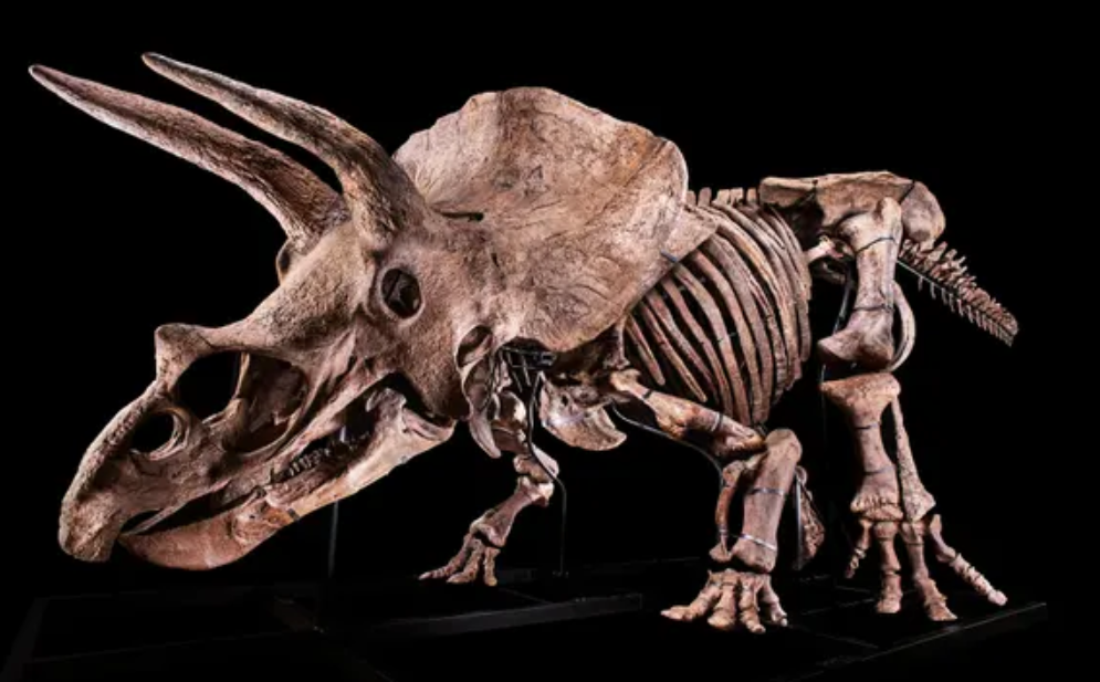 恒星 龙角长达1米！世界上最大三角龙骨架将拍卖，它生前多彪悍？
