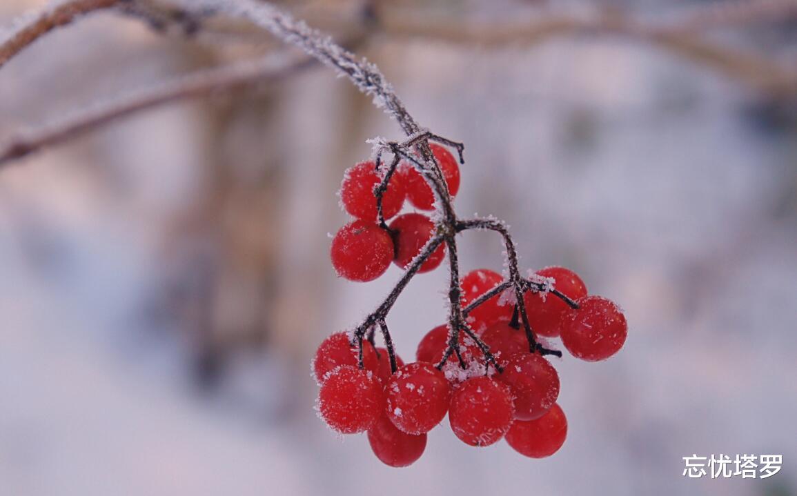 忘忧塔罗|忘忧塔罗：处女座8月运势，被现实阻碍分开，但双方有很深的羁绊