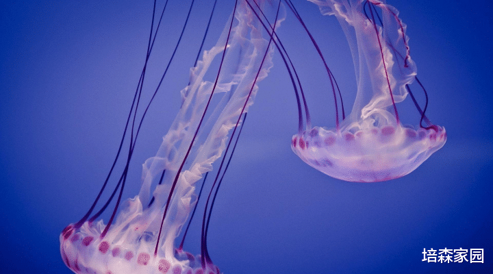 水母 何为浮游生物？