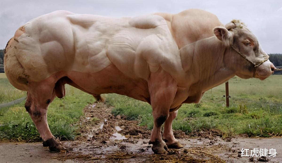 红虎健身|素食健美运动员成为健美冠军的秘密武器是什么？