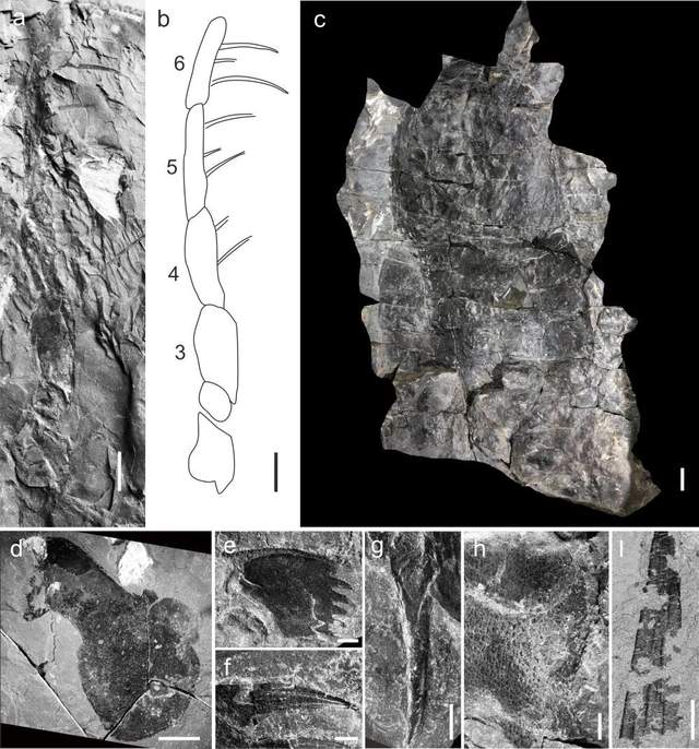 恐龙 4.3亿年前浅海的顶级捕食者是它：形似蝎子，外形比较恐怖！