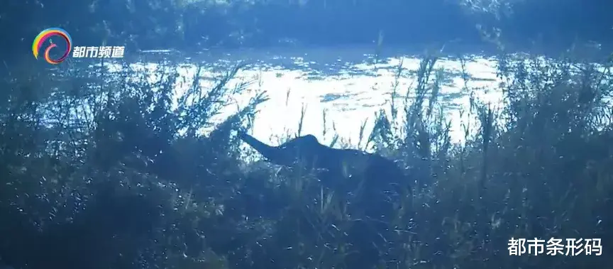 都市条形码 全程警戒！亚洲象又进城了！这次“打卡”星光夜市