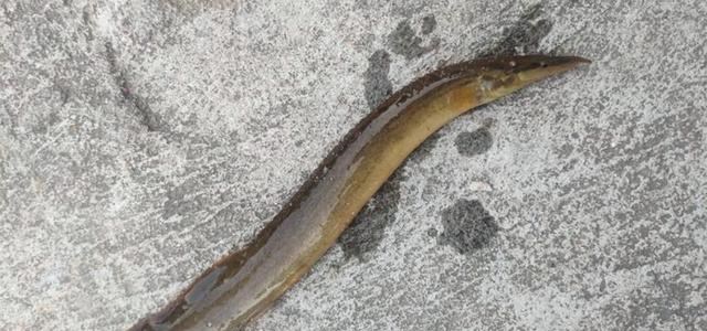 湖南|滩涂上抓“泥鳅”，湖南一男子钓鱼玩出了新花样，网友：发财了