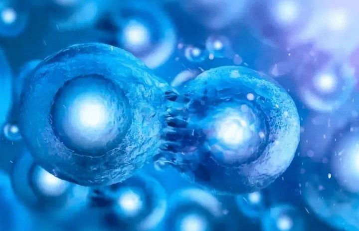  中科西部干细胞研究院：干细胞对淋巴细胞的增值作用