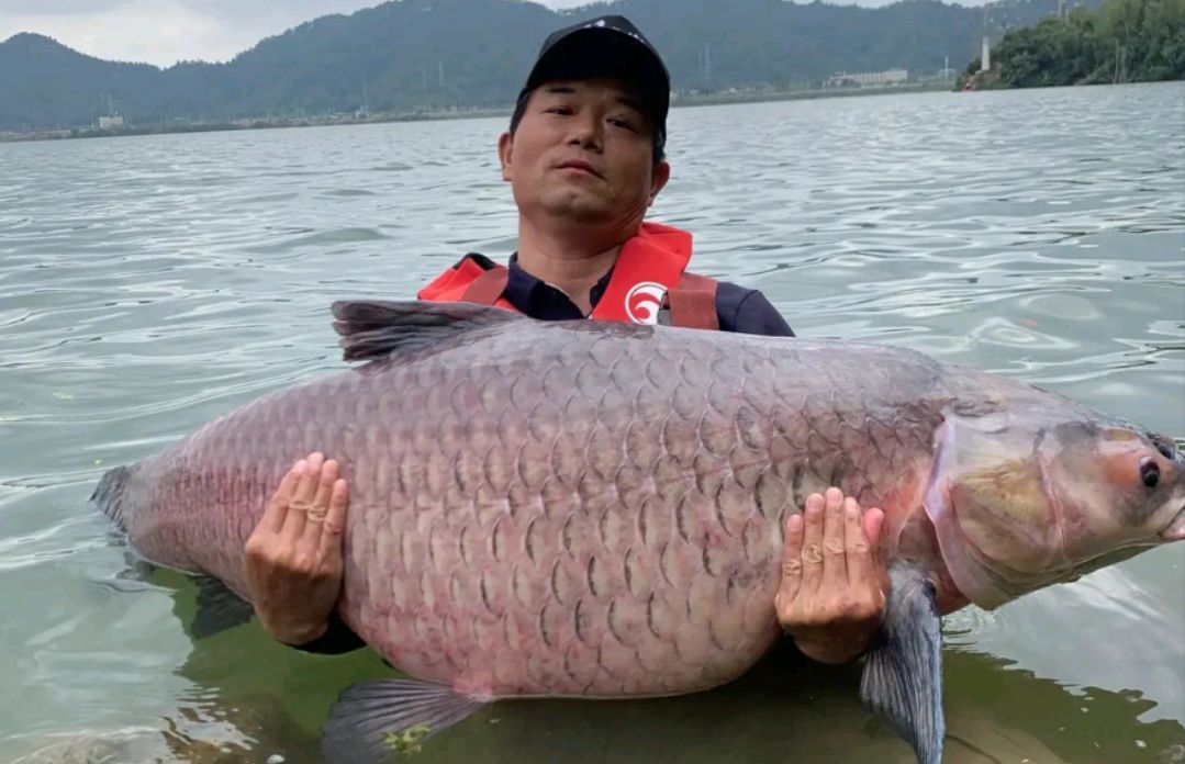 水底奥秘 黑鱼比人类活的时间长？盘点、五种淡水鱼的寿命和体型。