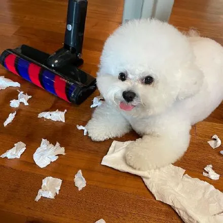 InsDaily 韩国快乐小奶狗爆红网络!看完心都快萌化了!