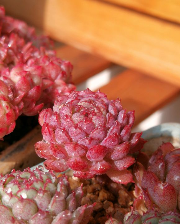 向阳园艺|养好多肉难吗？一点都不难，只要少浇水，多肉基本不会死