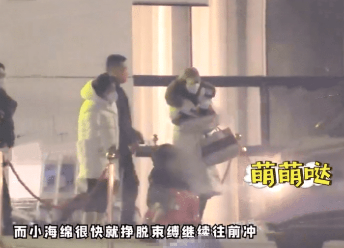 杨幂|胡军被问“杨幂和baby谁更漂亮”，胡军的回答一点也不“硬汉”