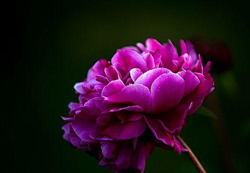 心理测试|心理测试:凭感觉选一朵花,测出你是一个独立自主的女人吗?