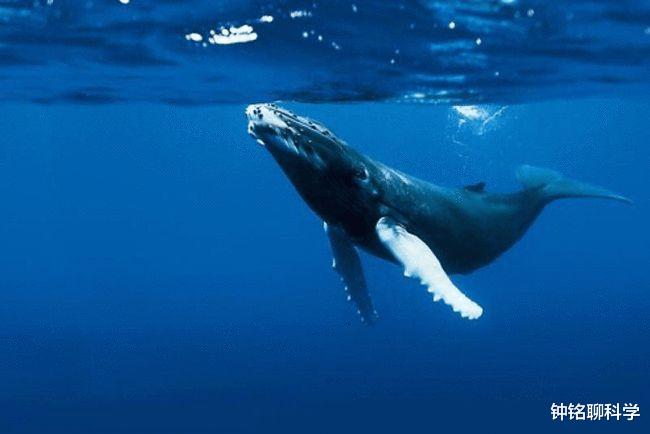 圆周率 藤壶究竟有多双标？鲸鱼隐私部位都被寄生，却不敢在鲨鱼身上撒野