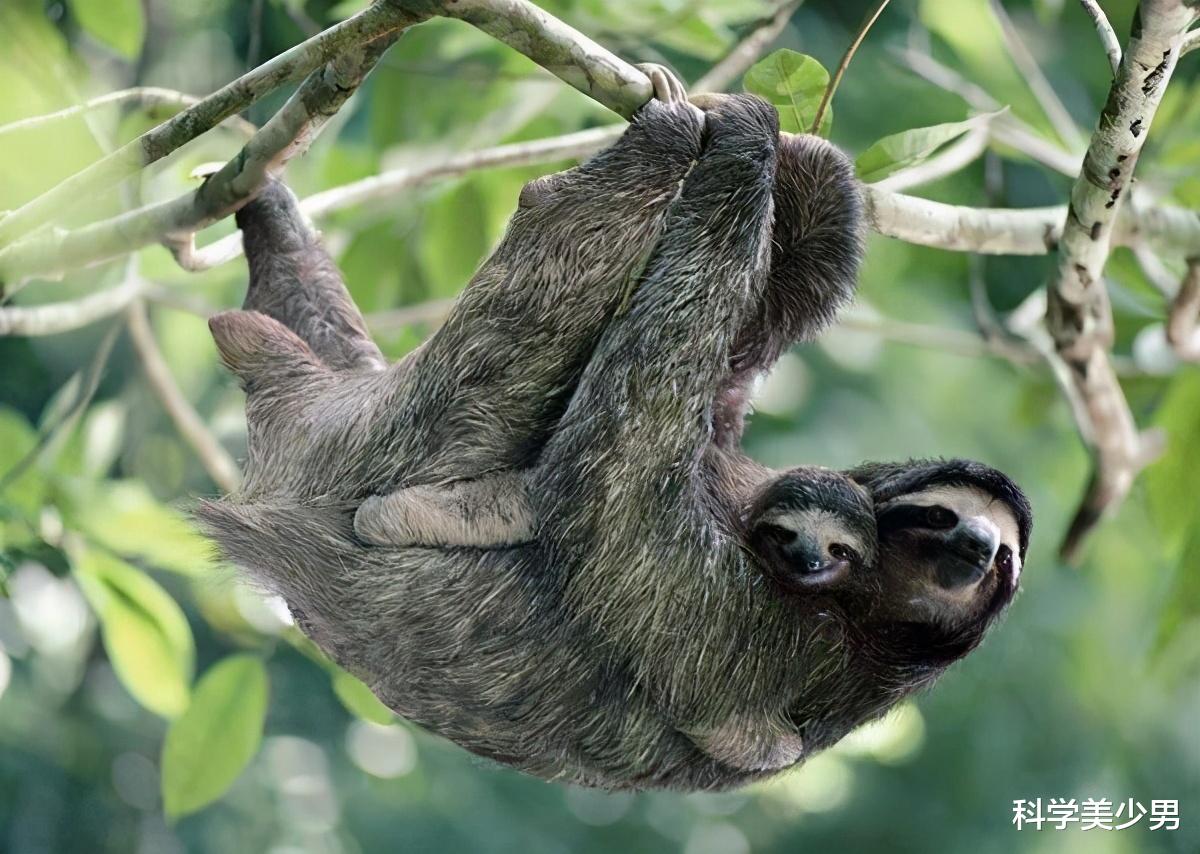 树懒|每周只上一次厕所都有生命危险：50%的树懒死在了拉粑粑的过程中