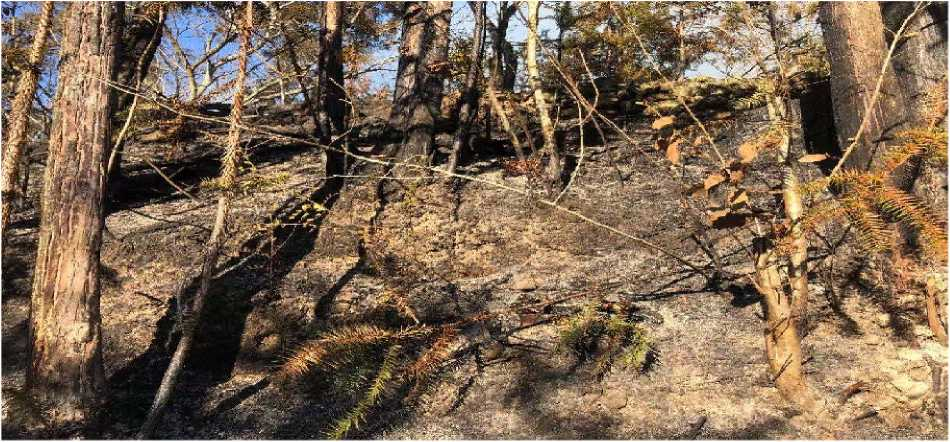 温州百事通 文成一男子乱扔烟头烧毁1000多亩地！获刑三年