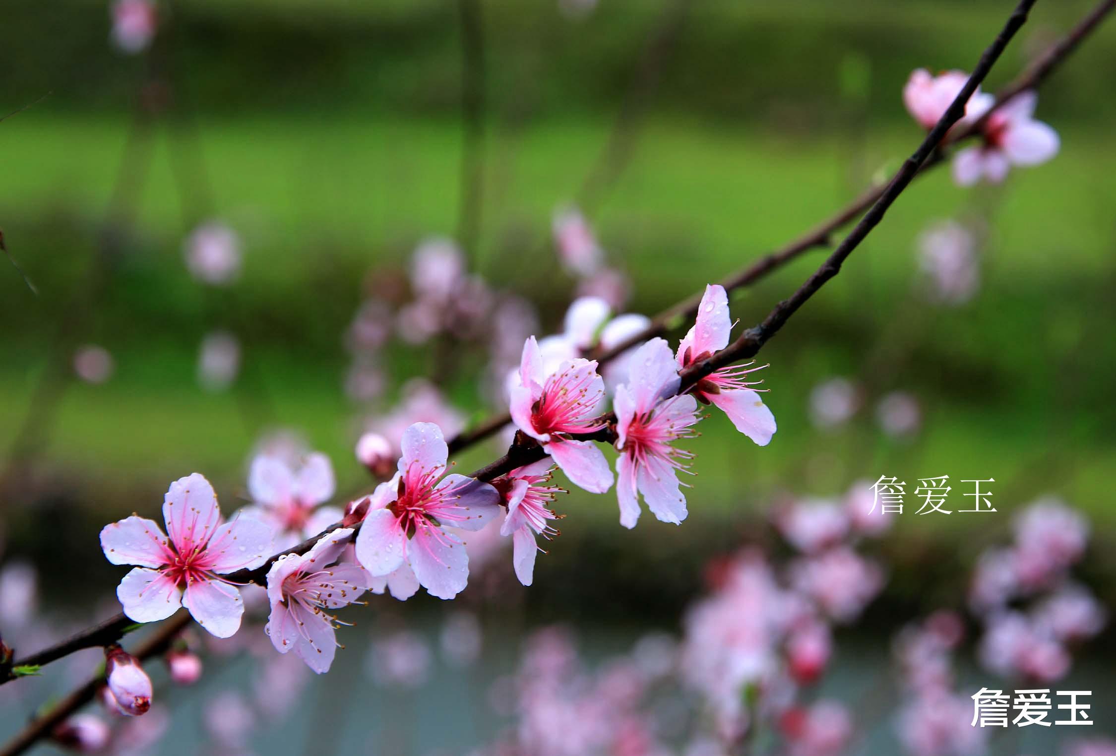 导游 上饶广丰云心谷之旅，遇上不说话的\导游\，但游客感动