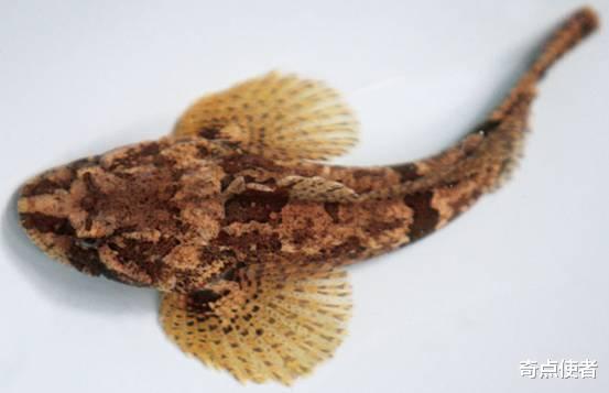 江苏省|黄河入海口发现野生松江鲈鱼，被人类吃到濒危，一斤2000元都吃不到