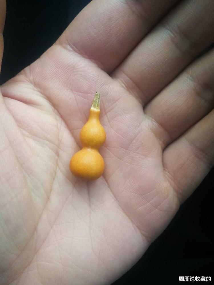 文玩葫芦|为什么文玩葫芦的个头越小价格越贵？