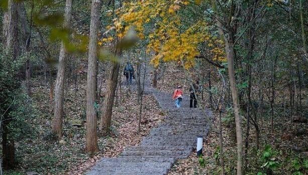 江苏省 江苏最大的森林公园，门票33元很良心，净化心灵好去处