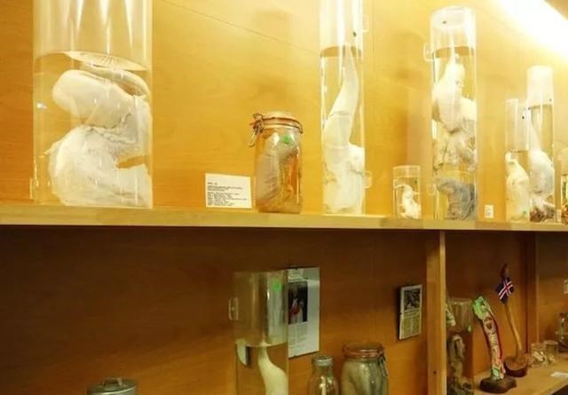 “阴茎骨”到底是什么、有啥用?人类没有此物,是进化还是退化?