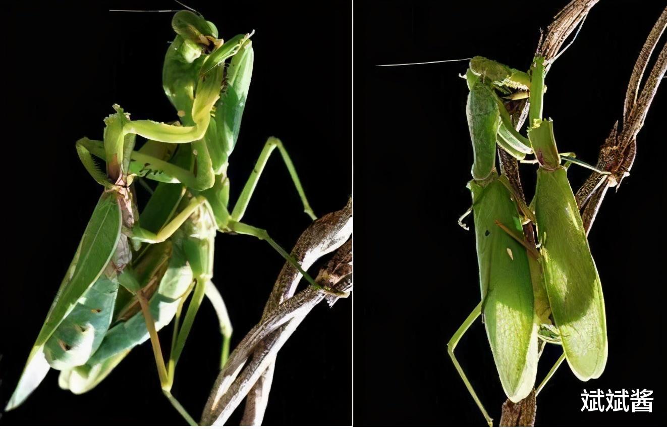 后代 自然界中，螳螂交配时，母螳螂会把公螳螂吃掉，在交配之前，公螳螂知道交配会丧命吗？