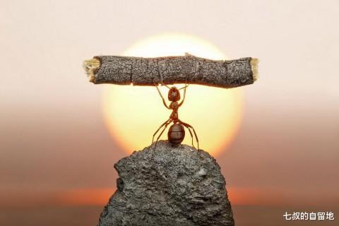 蚂蚁帝国 假如“蚁后”死了，剩下的蚂蚁怎么办？