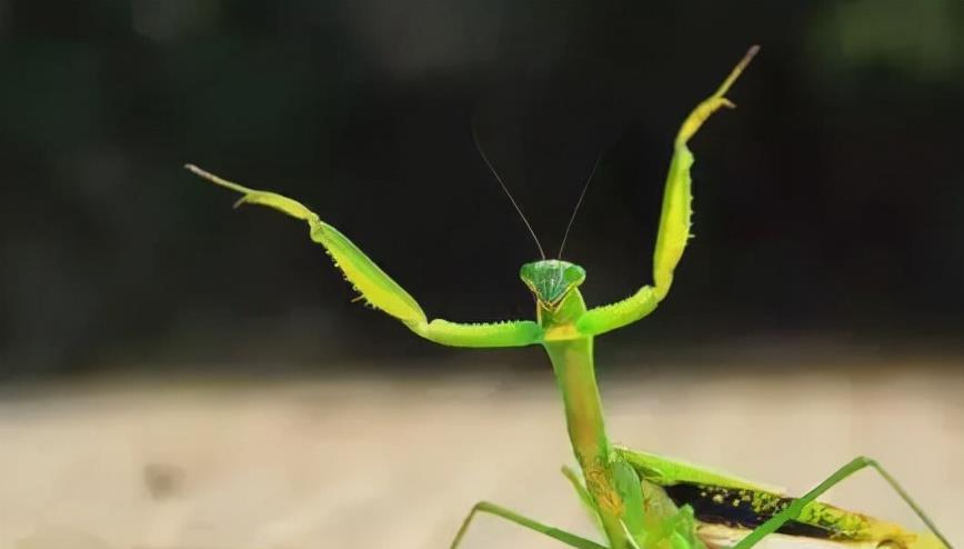 隔离 1962年昆仑山螳螂人事件,事情的真相果真如此?