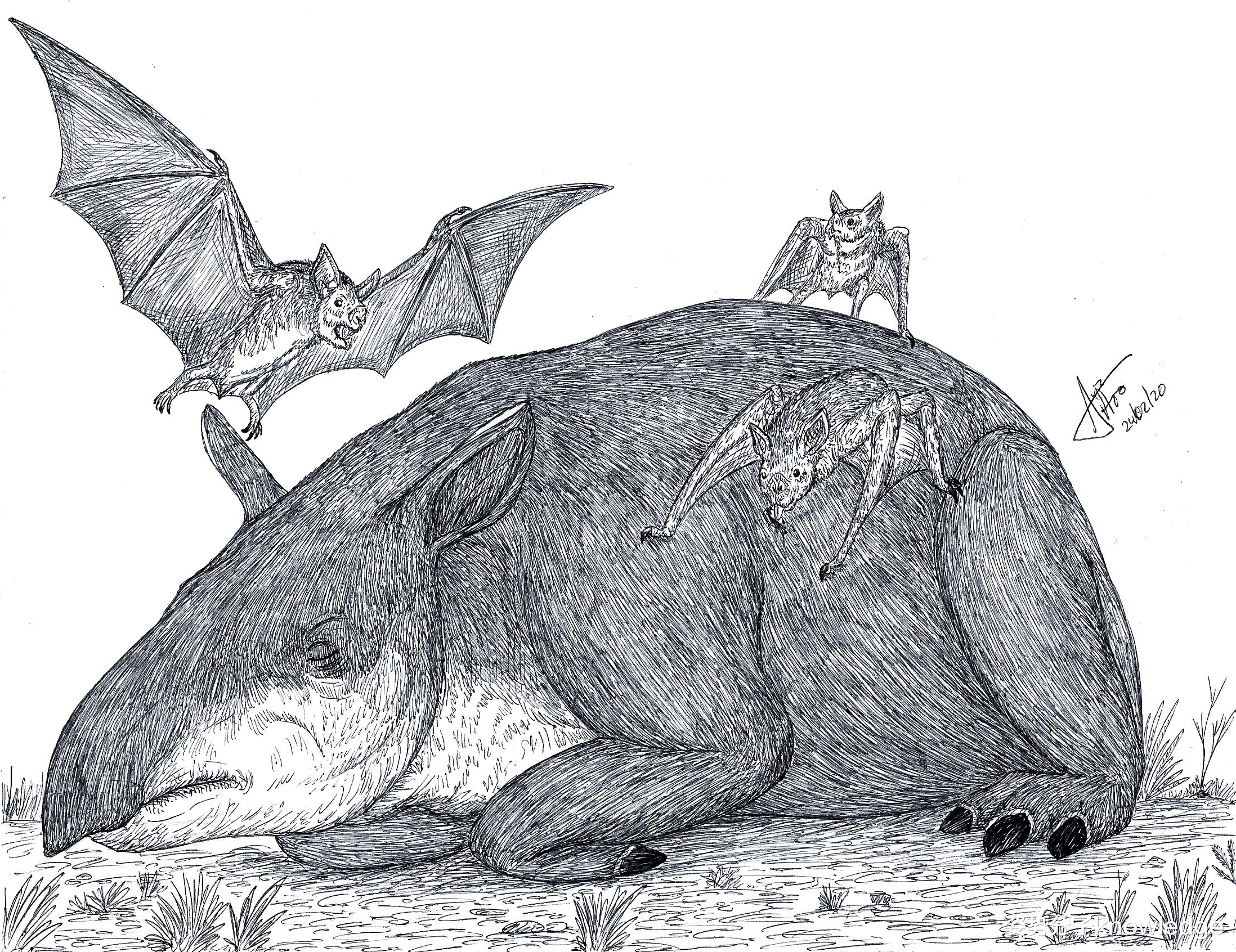 吸血蝙蝠 10万年前的吸血蝙蝠，翼展达50厘米，以巨型哺乳动物为菜谱