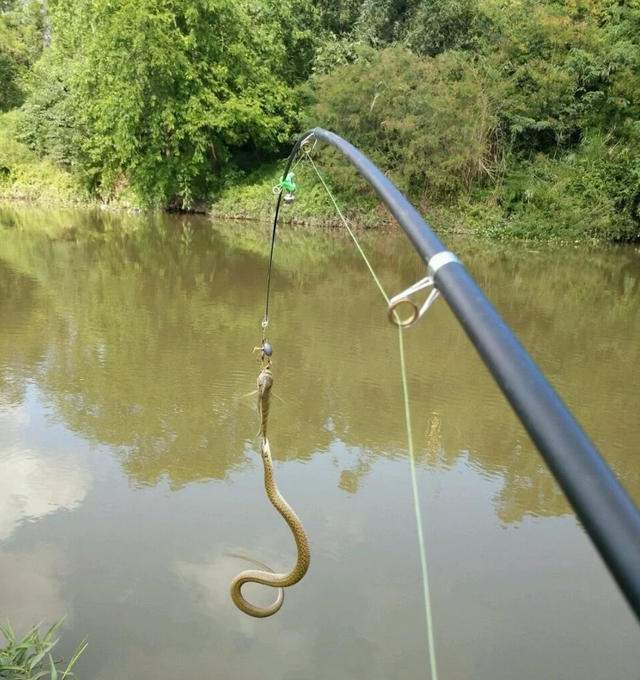 |男子在小河边钓鱼，以为是黄鳝，看清后抛杆就跑。太危险了，各位在河边玩耍一定要注意！！！