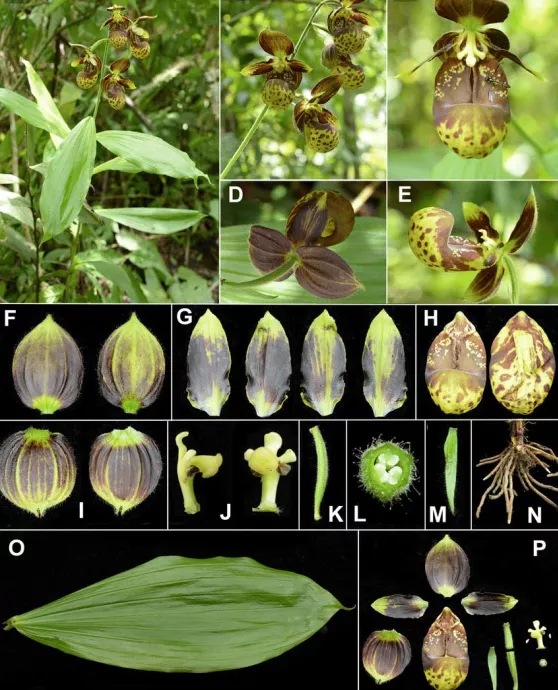 濒危物种 国家Ⅰ级濒危物种 杓兰属中的“巨人”——暖地杓兰