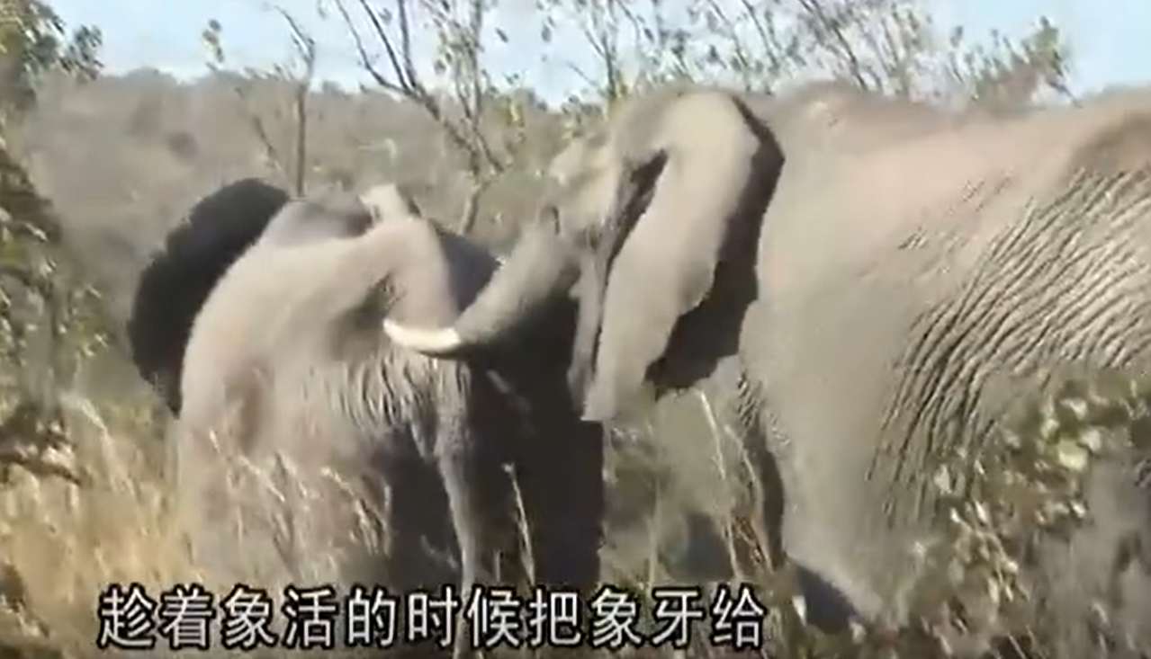 天天向上|《天天向上》迎来改版！五大新板块超惊喜，这是要成业内新标杆？