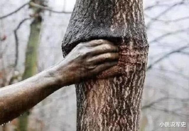 古镇 世界上最孤独的手,它紧握一棵树长达50年,至今没有松开过
