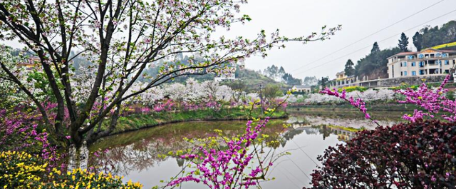 小语喵咪 四川赏樱花的好去处，风景不比武汉东湖差，门票实惠却鲜为人知