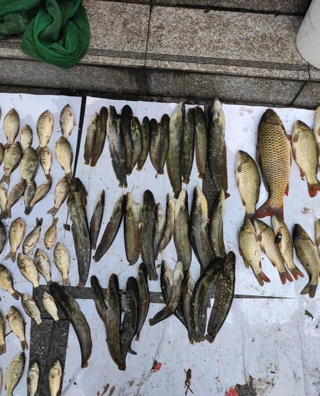 童书小窝|乘凉乘到河里？重庆男子电鱼被抓，谎称是在乘凉，网友：丢人