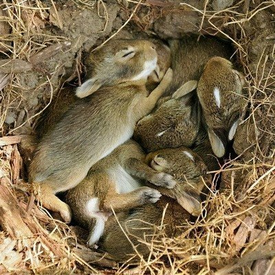 兔子 近亲繁殖的危害，似乎只有兔子能够避免！