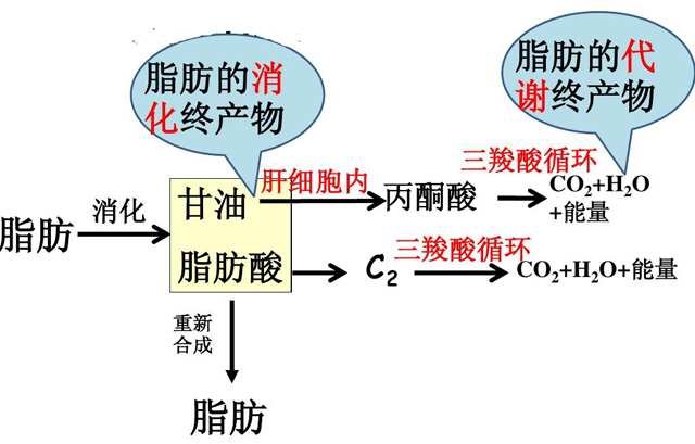 深度养生知识|为什么那么多人肝不好？或许应该知道，肝“最喜欢”的七种营养