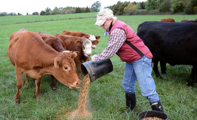 化石 为何在牛身上开洞,人类还伸手进去掏,牛不会痛吗?