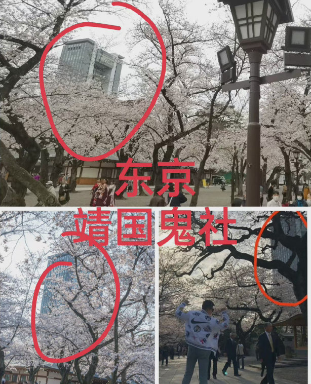 张哲瀚|他果然还是以这种方式凉了